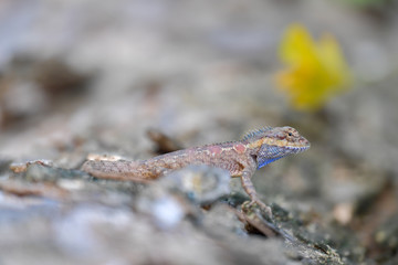 Lizard on the tree in tropical rain forest.