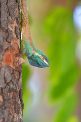 Lizard on the tree in tropical rain forest.
