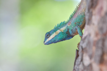 Lizard on the tree in tropical rain forest.