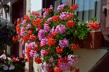 Fototapeta na wymiar Group of vivid pink and red Pelargonium flowers, known as geraniums or storksbills and fresh green leaves in small pots in front of an old timber house in sunny spring day, multicolor natural texture
