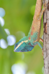 Lizard on the tree in tropical rain forest.