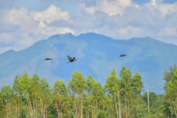 Glossy Ibis bird flying on blue sky.