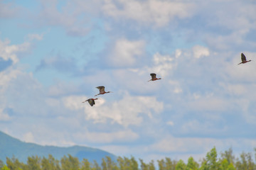 Fototapeta na wymiar Glossy Ibis bird flying on blue sky.