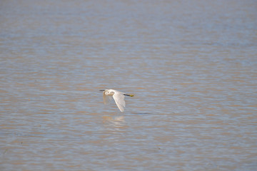 Great White Egret flying at wetland.