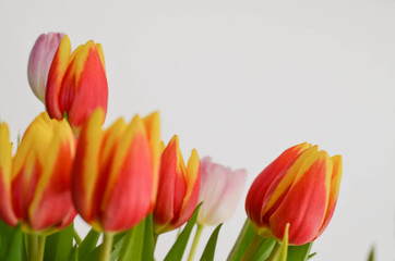 orange gelbe Tulpen 