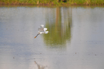 Great White Egret flying at wetland.