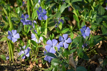 Close up of many blue flower of periwinkle or myrtle herb (Vinca minor) in a sunny spring garden,...
