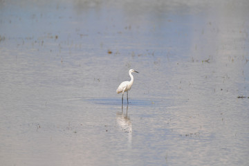 Great White Egret flying at wetland.