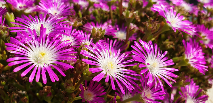 Panorama of violet flowers Delosperma cooperi or Malephora crocea on the sunny day.