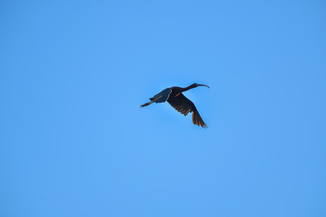 Glossy Ibis bird flying on blue sky.