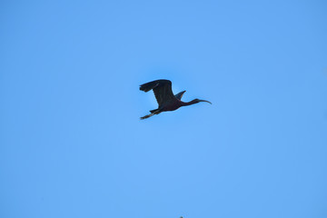 Glossy Ibis bird flying on blue sky.