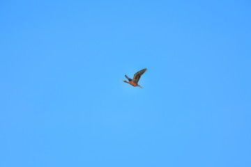 Glossy Ibis bird flying on blue sky.
