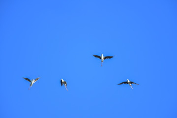 Black-winged Stilt bird flying on blue sky.