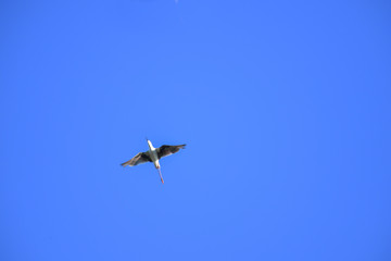 Black-winged Stilt bird flying on blue sky.