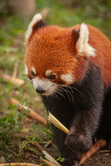 Obraz premium Chengdu, Sichuan, China - August 11, 2007 : A small red panda bear eating a bamboo stick at the Panda park in Chengdu, China.