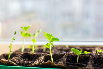 Young seedlings in tray on window sill pea seedling in greenhouse. Agriculture concept Selective...