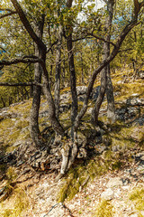 Fototapeta premium trunk of old tree, oak tree.