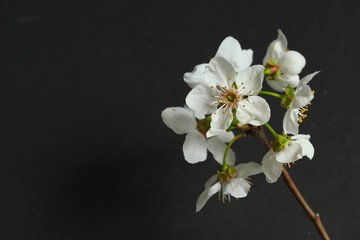 An apricot tree branch with a beautiful white flowers on a dark background. Spring flowers. Spring background.
