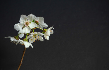 Fototapeta na wymiar An apricot tree branch with a beautiful white flowers on a dark background. Spring flowers. Spring background.