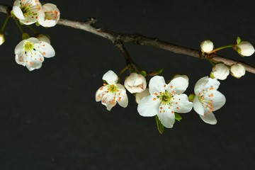 An apricot tree branch with a beautiful white flowers on a dark background. Spring flowers. Spring background.