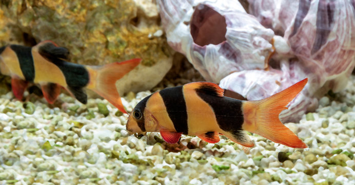 Fish Botia Clown (Chromobotia macracanthus or Botia macracanthus) in the freshwater aquarium