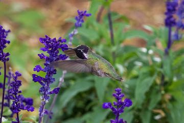 Costa's Hummingbird (calypte costae) hovering; bright purple head, feeding on purple flowers. In Arizona's Sonoran desert. 