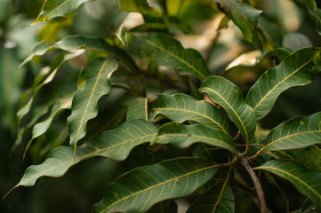 green leaves background