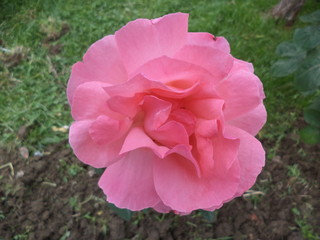 close up of full opend blossom pink rose on blurred green background