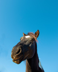 A black horse on a background of blue sky.