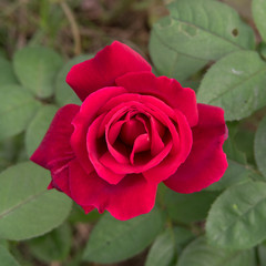 A close-up of a blood red rose view from above