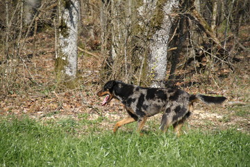 Beautiful female sheepdog running in the forest