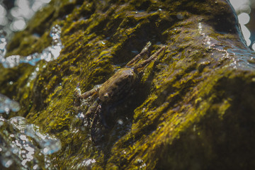 Brown crab resting on a slippery wet rock surface at a beach or seafront. Crab in camouflage colors resting on the sun. Water splashing over the animal with visible drops