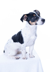 Brown, black and white Jack Russell Terrier posing in a studio, looking to the right, isolated on a white background, copy space