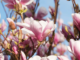Close up of a great bicolor flower of popular saucer magnolia large shrub (Magnolia × soulangeana) 