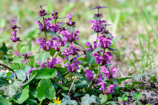 Many vivid dark purple flowers of Lamium album plant, commonly known as dead nettle in a forest in a sunny spring day, beautiful outdoor floral background photographed with soft focus