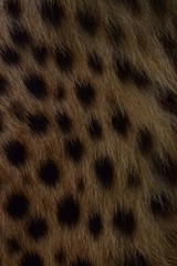 Feathers and black polka dots on Cheetah