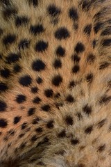 Feathers and black polka dots on Cheetah