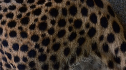 Feathers and black polka dots on Cheetah