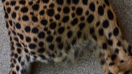 Feathers and black polka dots on Cheetah