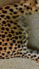 Feathers and black polka dots on Cheetah