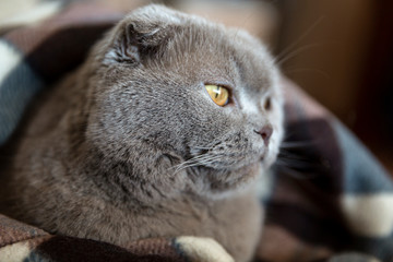 Scottish fold cat lies in a plaid. Close-up.