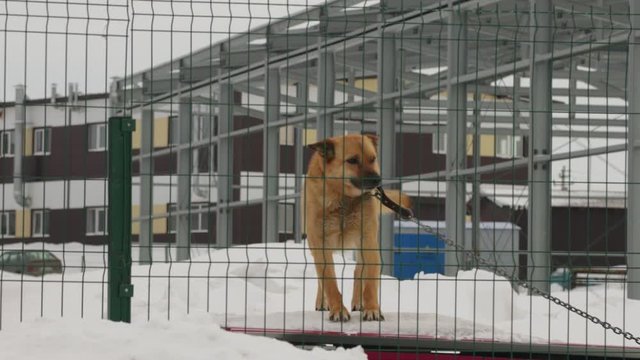 A guard dog on a chain barks and guards the territory.