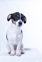 Brown, black and white Jack Russell Terrier posing in a studio, the dog looks straight into the camera, isolated on a white background, copy space