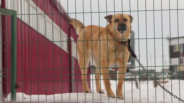 A guard dog on a chain barks and guards the territory.