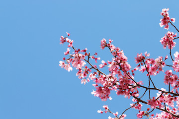 桜と青空の背景素材