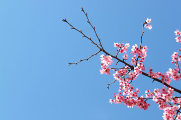 桜と青空の背景素材