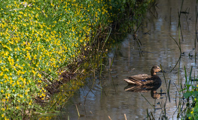 duck in creek