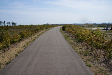 Scenery of Miyagi Prefecture in 2017.Ainogama Park was created using land that became inhabitable...