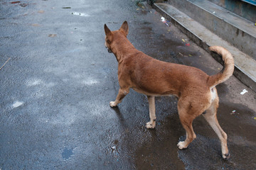 Indian street dog walking on a footpath in a curious mood in the winter morning. Indian animal.