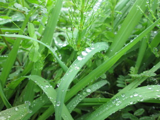 葉についた水滴